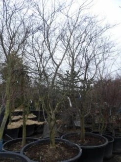 Japanse Esdoorn (Acer Palmatum 'Fireglow') -Aanbiedingen Groene Hekken Winkel acer palmatum atropurpureum fireglow 250 300 c500 2