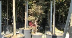 Japanse Esdoorn (Acer Palmatum 'Butterfly') -Aanbiedingen Groene Hekken Winkel acer palmatum butterfly 100 125