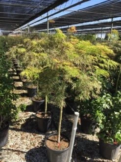 Japanse Esdoorn Op Stam (Acer Palmatum 'Viridis') -Aanbiedingen Groene Hekken Winkel acer palmatum dis. viridis op stam c20