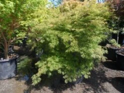 Japanse Esdoorn (Acer Palmatum 'Dissectum') -Aanbiedingen Groene Hekken Winkel acer palmatum dissectum 125 150 175 c200 struikvorm extra 2