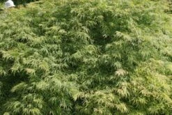 Japanse Esdoorn (Acer Palmatum 'Dissectum') -Aanbiedingen Groene Hekken Winkel acer palmatum dissectum 2