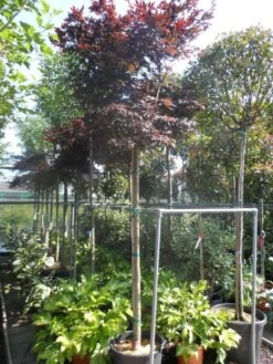 Japanse Esdoorn (Acer Palmatum 'Fireglow') -Aanbiedingen Groene Hekken Winkel acer palmatum fireglow 12 14ho cont