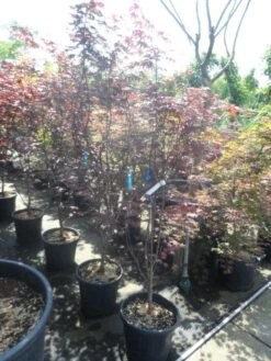 Japanse Esdoorn (Acer Palmatum 'Fireglow') -Aanbiedingen Groene Hekken Winkel acer palmatum fireglow 150 175 c35