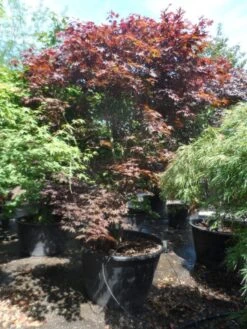 Japanse Esdoorn (Acer Palmatum 'Fireglow') -Aanbiedingen Groene Hekken Winkel acer palmatum fireglow 250 300 c500