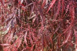Japanse Esdoorn (Acer Palmatum 'Inabe-shidare') -Aanbiedingen Groene Hekken Winkel acer palmatum inaba shidare 2