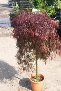 Japanse Esdoorn Als Boom (Acer Palmatum 'Inabe-shidare') -Aanbiedingen Groene Hekken Winkel acer palmatum inaba shidare 3 1