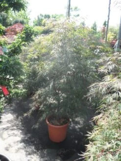 Japanse Esdoorn (Acer Palmatum 'Ornatum') -Aanbiedingen Groene Hekken Winkel acer palmatum ornatum 125 150 c25