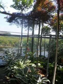 Japanse Esdoorn (Acer Palmatum 'Ornatum') -Aanbiedingen Groene Hekken Winkel acer palmatum ornatum 180 200stam 10 12