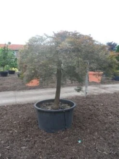 Japanse Esdoorn (Acer Palmatum 'Ornatum') -Aanbiedingen Groene Hekken Winkel acer palmatum ornatum halfstam c500 solitair extra