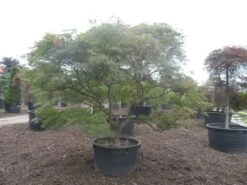 Japanse Esdoorn (Acer Palmatum 'Ornatum') -Aanbiedingen Groene Hekken Winkel acer palmatum ornatum solitair extra