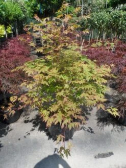 Japanse Esdoorn (Acer Palmatum 'Osakazuki') -Aanbiedingen Groene Hekken Winkel acer palmatum osakazuki 100 125 c25 2