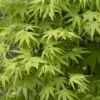 Japanse Esdoorn (Acer Palmatum 'Ryusen') -Aanbiedingen Groene Hekken Winkel acer palmatum ryusen