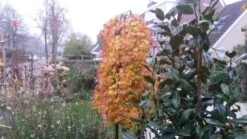 Japanse Esdoorn (Acer Palmatum 'Ryusen') -Aanbiedingen Groene Hekken Winkel acer palmatum ryusen herfstkleur 3