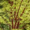 Japanse Esdoorn (Acer Palmatum 'Sangokaku') -Aanbiedingen Groene Hekken Winkel acer palmatum sangokaku
