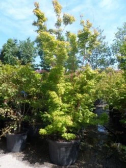 Japanse Esdoorn (Acer Palmatum 'Sangokaku') -Aanbiedingen Groene Hekken Winkel acer palmatum sangokaku 250 300 c240 1