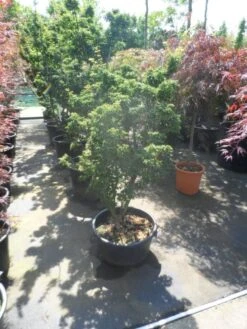 Japanse Esdoorn (Acer Palmatum 'Shishigashira') 10 Japanse Esdoorn (Acer Palmatum 'Shishigashira') -Aanbiedingen Groene Hekken Winkel acer palmatum shishigashira 125 150 c35