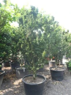 Japanse Esdoorn (Acer Palmatum 'Shishigashira') 12 Japanse Esdoorn (Acer Palmatum 'Shishigashira') -Aanbiedingen Groene Hekken Winkel acer palmatum shishigashira solitair c285