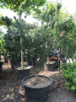 Japanse Esdoorn (Acer Palmatum 'Shishigashira') 11 Japanse Esdoorn (Acer Palmatum 'Shishigashira') -Aanbiedingen Groene Hekken Winkel acer palmatum shishigashira solitair c285 2