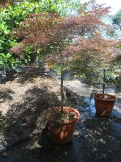 Japanse Esdoorn (Acer Palmatum 'Tamuke Yama') -Aanbiedingen Groene Hekken Winkel acer palmatum tamukeyama 175 200 225 c150 1