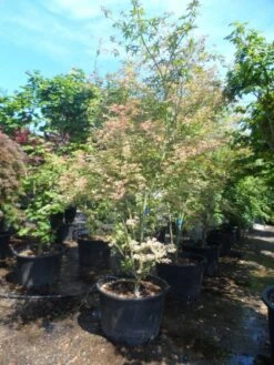 Japanse Esdoorn (Acer Palmatum 'Ukigumo') -Aanbiedingen Groene Hekken Winkel acer palmatum ukigumo 200 250 c110