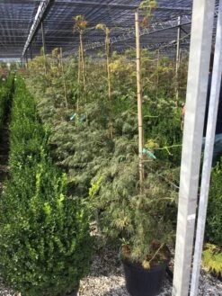 Japanse Esdoorn (Acer Palmatum 'Viridis') -Aanbiedingen Groene Hekken Winkel acer palmatum viridis 100 125