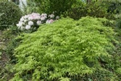 Japanse Esdoorn Op Stam (Acer Palmatum 'Viridis') -Aanbiedingen Groene Hekken Winkel acer palmatum viridis 1