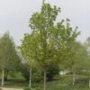 Noorse Esdoorn (Acer Platanoides) -Aanbiedingen Groene Hekken Winkel acer platanoides01 1