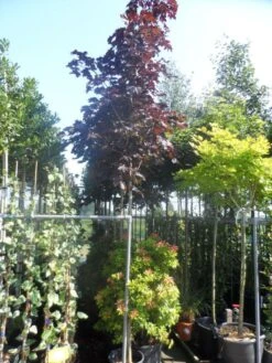 Rode Esdoorn (Acer Platanoides 'Crimson King') -Aanbiedingen Groene Hekken Winkel acer platanoides crimson king 10 12ho cont