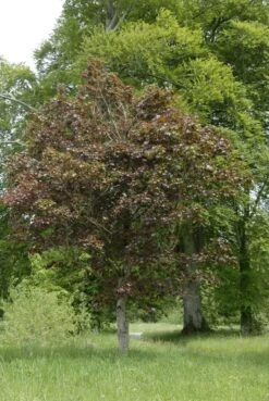 Noorse Esdoorn (Acer Platanoides 'Crimson Sentry') -Aanbiedingen Groene Hekken Winkel acer platanoides crimson sentry