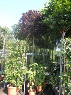 Noorse Esdoorn (Acer Platanoides 'Crimson Sentry') -Aanbiedingen Groene Hekken Winkel acer platanoides crimson sentry 12 14ho cont. bol 1