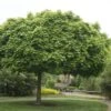 Bolesdoorn (Acer Platanoides 'Globosum') -Aanbiedingen Groene Hekken Winkel acer platanoides globosum