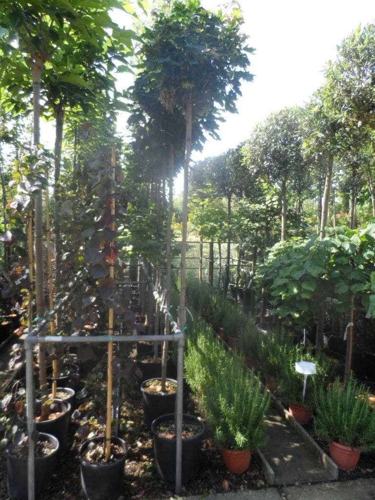 Bolesdoorn (Acer Platanoides 'Globosum') 9 Bolesdoorn (Acer Platanoides 'Globosum') - Afbeelding 7