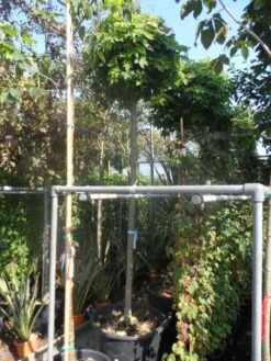 Bolesdoorn (Acer Platanoides 'Globosum') 23 Bolesdoorn (Acer Platanoides 'Globosum') -Aanbiedingen Groene Hekken Winkel acer platanoides globosum 14 16ho cont