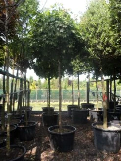 Bolesdoorn (Acer Platanoides 'Globosum') 21 Bolesdoorn (Acer Platanoides 'Globosum') -Aanbiedingen Groene Hekken Winkel acer platanoides globosum 18 20 25ho c200