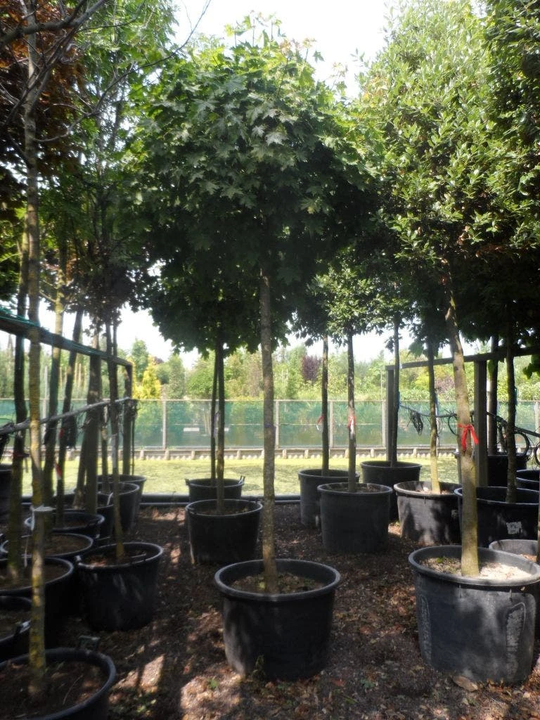 Bolesdoorn (Acer Platanoides 'Globosum') 11 Bolesdoorn (Acer Platanoides 'Globosum') - Afbeelding 9