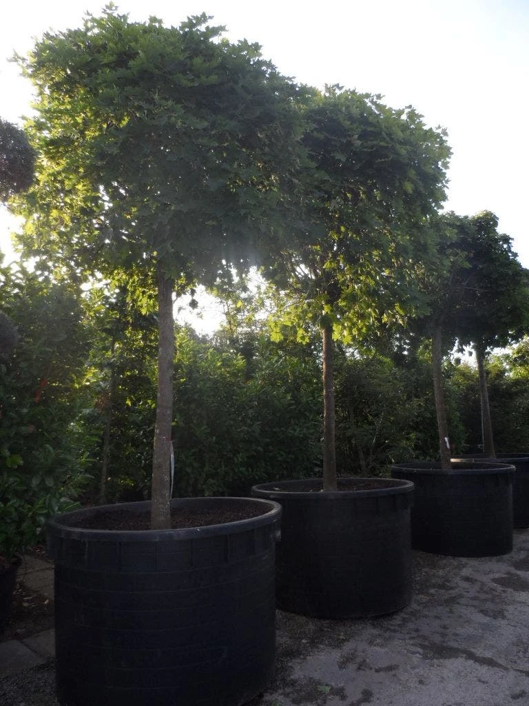 Bolesdoorn (Acer Platanoides 'Globosum') 12 Bolesdoorn (Acer Platanoides 'Globosum') - Afbeelding 10