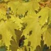 Noorse Esdoorn (Acer Platanoides 'Princeton Gold') 1 Noorse Esdoorn (Acer Platanoides 'Princeton Gold') -Aanbiedingen Groene Hekken Winkel acer platanoides princeton gold 01