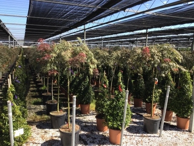 Japanse Esdoorn Op Stam (Acer Palmatum 'Tamuke Yama') 9 Japanse Esdoorn Op Stam (Acer Palmatum 'Tamuke Yama') - Afbeelding 7