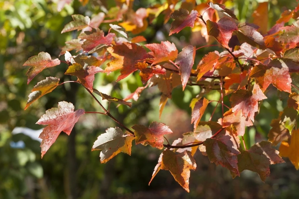 Rode Esdoorn (Acer Rubrum) 5 Rode Esdoorn (Acer Rubrum) - Afbeelding 3