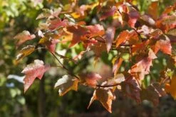 Rode Esdoorn (Acer Rubrum) -Aanbiedingen Groene Hekken Winkel acer rubrum01