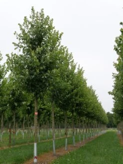 Grote Esdoorn (Acer Rubrum 'Red Sunset') 13 Grote Esdoorn (Acer Rubrum 'Red Sunset') -Aanbiedingen Groene Hekken Winkel acer rubrum red sunset 18 20