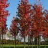 Grote Esdoorn (Acer Rubrum 'Red Sunset') 2 Grote Esdoorn (Acer Rubrum 'Red Sunset') -Aanbiedingen Groene Hekken Winkel acer rubrum red sunset 20 25