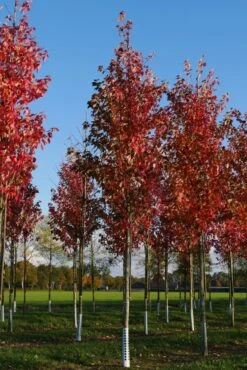 Grote Esdoorn (Acer Rubrum 'Red Sunset')