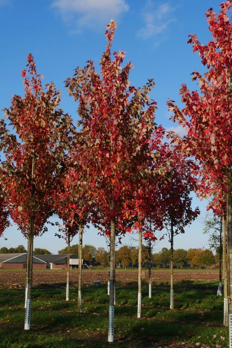 Grote Esdoorn (Acer Rubrum 'Red Sunset') 4 Grote Esdoorn (Acer Rubrum 'Red Sunset') - Afbeelding 2