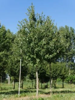 Grote Esdoorn (Acer Rubrum 'Red Sunset') 14 Grote Esdoorn (Acer Rubrum 'Red Sunset') -Aanbiedingen Groene Hekken Winkel acer rubrum red sunset 30 35
