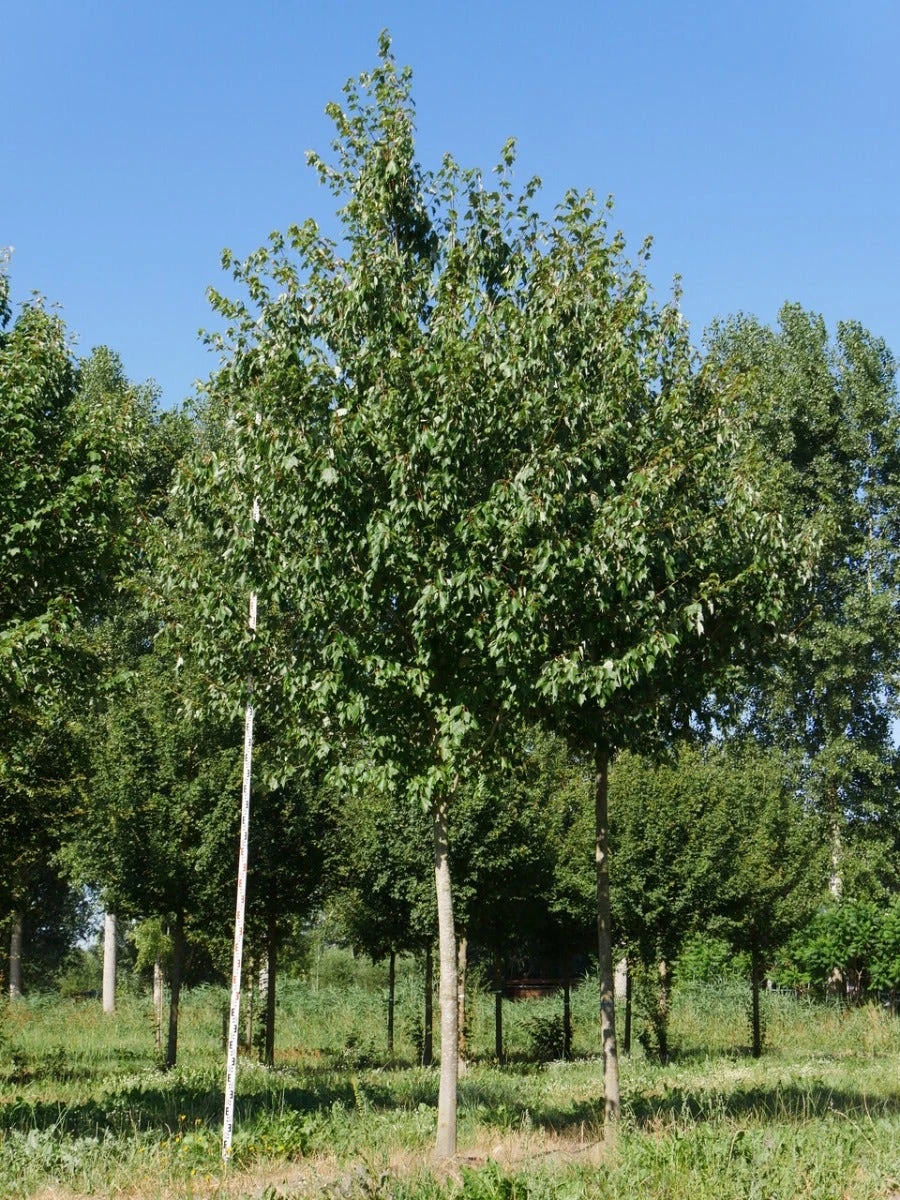 Grote Esdoorn (Acer Rubrum 'Red Sunset') 8 Grote Esdoorn (Acer Rubrum 'Red Sunset') - Afbeelding 6