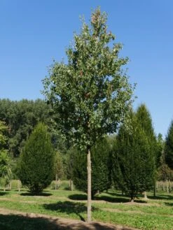 Grote Esdoorn (Acer Rubrum 'Red Sunset') 15 Grote Esdoorn (Acer Rubrum 'Red Sunset') -Aanbiedingen Groene Hekken Winkel acer rubrum red sunset 35 40