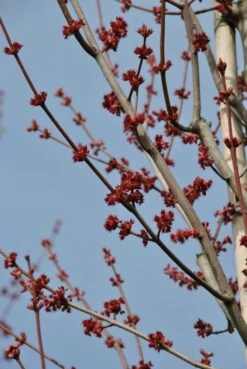 Grote Esdoorn (Acer Rubrum 'Red Sunset') 12 Grote Esdoorn (Acer Rubrum 'Red Sunset') -Aanbiedingen Groene Hekken Winkel acer rubrum red sunset bloemen
