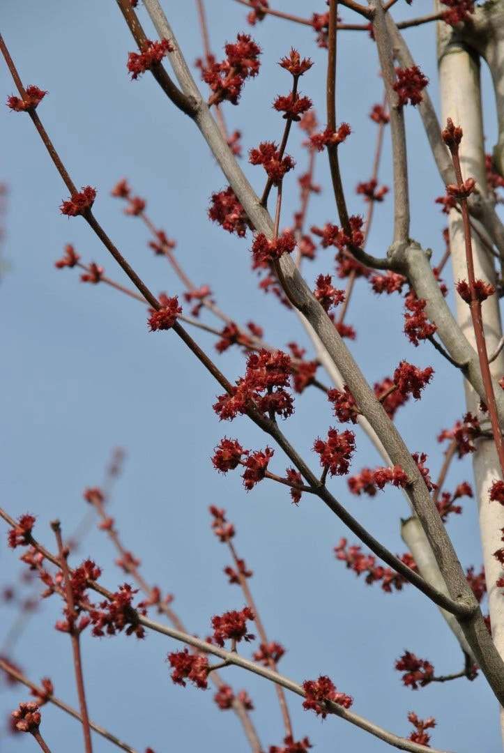 Grote Esdoorn (Acer Rubrum 'Red Sunset') 6 Grote Esdoorn (Acer Rubrum 'Red Sunset') - Afbeelding 4
