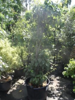 Japanse Slangehuidesdoorn Als Boom (Acer Rufinerve) -Aanbiedingen Groene Hekken Winkel acer rufinerve 175 200 250